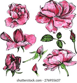 flowers of pink roses, drawing by watercolor, isolated garden blossoms, buds and leaves, hand drawn design elements