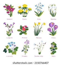 Flowers and plants in blossom, blooming spring flora. Isolated crocus and primrose, erantis and scilla, hellebore and narcissus, crocus and budra. Corydalis and sandman white. Vector in flat style