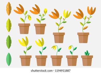 Flowers and plants grow in the pots