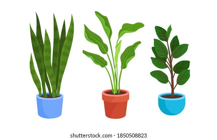 Flowers and Plants Growing in Ceramic Pots Vector Set
