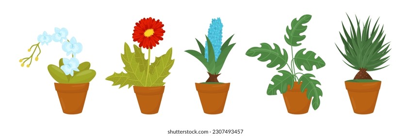 Flores y plantas cultivadas en vectores de macetas de cerámica