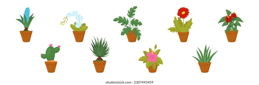 Flowers and Plants Growing in Ceramic Pots Vector Set