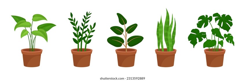 Flowers and Plants Growing in Ceramic Pots Vector Set