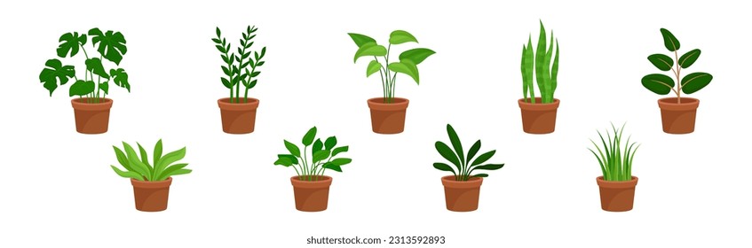 Flowers and Plants Growing in Ceramic Pots Vector Set