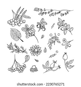 Flowers plants leaves. Сute flowers and plants, hand drawn leaves and twigs. Hand drawn twig with berries in line art doodle style botanical decorative element. Rowan berry, rose hips, blueberries