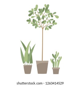 Flowers and plants in pots isolated on white - illustration with cactus and rubber plant for eco-friendly and organic concept in flat vector illustration used for magazine, poster, card, web pages.