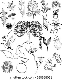 Flowers and plants. Vector set. Hand drawn floral and herbal isolated decorative doodle elements for design. 