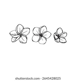 Flowers of Plumeria isolate. Line art transparent background. Hand drawn nature painting. Freehand sketching illustration.