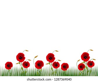 Flowers poppies in the grass isolated