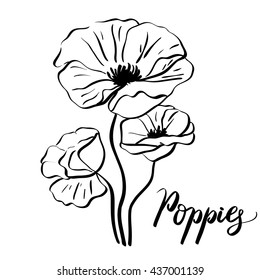 Flowers poppies sketch vector Hand.