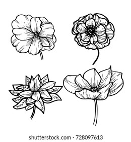 flowers, poppies. Vector illustration of vintage engraving style. For decoration of clothing, phone cases, wedding design, interior objects, cover, cards, prints