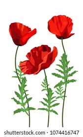 Flowers poppy on a white background, wildflowers, bouquet of flowers, flat design. Vector illustration.