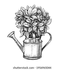 Flowers in a pot. Bouquet and watering can in sketch style. Gardening vintage vector illustration