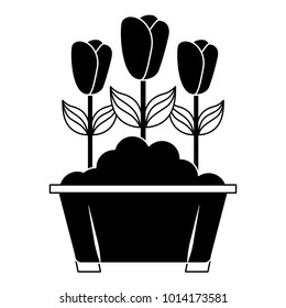 flowers in pot gardening spring decoration