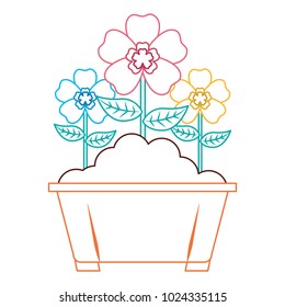 flowers in pot gardening spring decoration