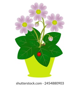 Blumen in einem Topf mit einem Marienkäfer auf Blättern auf einem weißen Hintergrund.