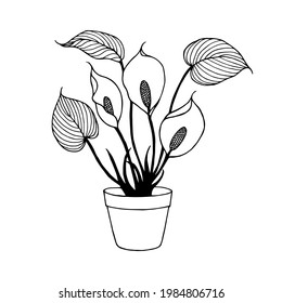 Flowers in a pot Marsh calla. Vector stock illustration eps10. Outline, Isolate on a white background.
