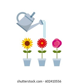 flowers in a pot over white background. colorful design. vector illustration