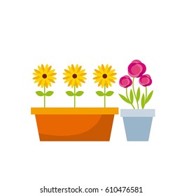 flowers in a pot over white background. colorful design. vector illustration