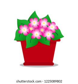 Flowers in a pot. Tender violets with bright blossom in big clay pot.