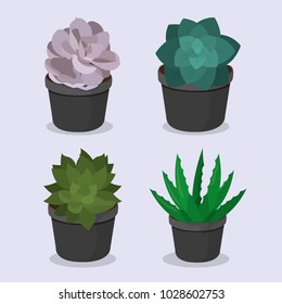 Flowers in pots