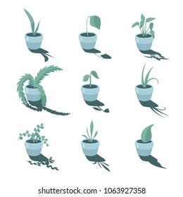 flowers in pots