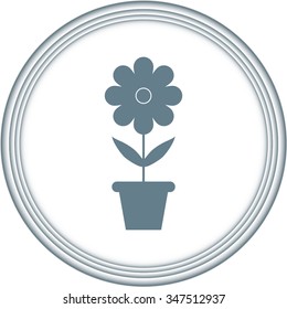 flowers in pots
