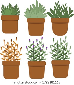 flowers in pots, the comfort of home