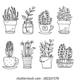 Flowers in pots painted black line on a white background. Vector drawing lines