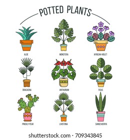 Flowers in pots. Potted plants. Set of vector images. Isolated on white background.