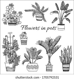 Flowers In Pots Set. Geranium, Palm, Fern, Lily. Hand-drawn, Doodle Style 