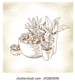 Flowers pots sketch collection. Vector line artwork. Garden design.
Usage for ecology, nature, garden, plants themes. European old street element.