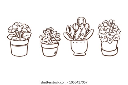 Flowers in pots. Sketch graphics.