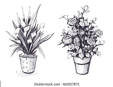 Flowers in pots. Sketch illustration. Isolated vector