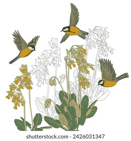 flowers of primrose and tit birds, vector drawing wild plant at white background , hand drawn natural illustration