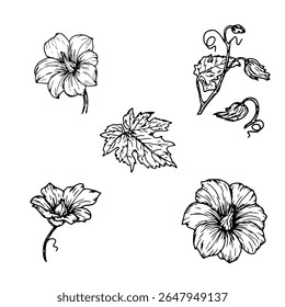 Flores, botões de abóbora e folhas, um conjunto de silhuetas, um esboço de tinta preta e branca. Ilustração vetorial. Lírios, flores de primavera, isolados em um fundo branco. Tema da primavera, outono, Halloween