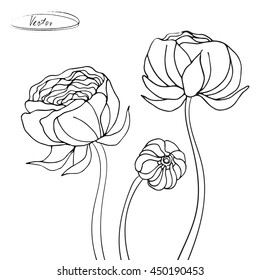 flowers Ranunculus isolated on white background. sketch. hand drawn outline