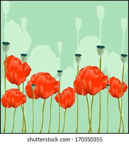 Flowers red poppies