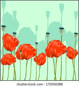 Flowers red poppies