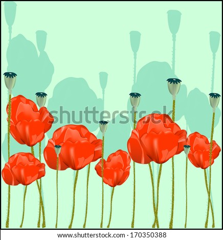 Flowers red poppies