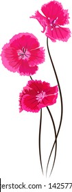
Flowers Red poppies, carnations. For postcard design.