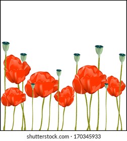 Flowers red poppies isolated on white background, vector 