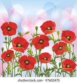 Flowers red poppies, nature background, greeting or invitation card
