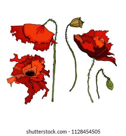 Flowers red poppies. Vector. 