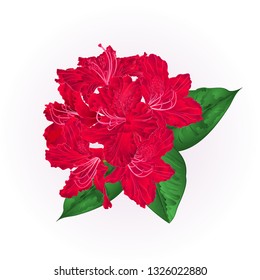 Flowers red rhododendron   with  leaves on a white background vintage  vector illustration editable hand draw