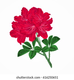 Flowers red rhododendrons twig Mountain shrub vintage vector illustration