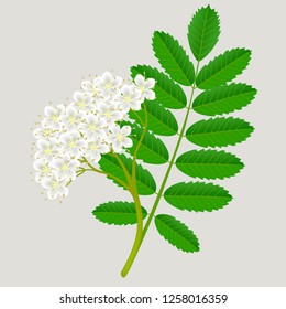 Flowers of red rowan with green leaves, design element.
