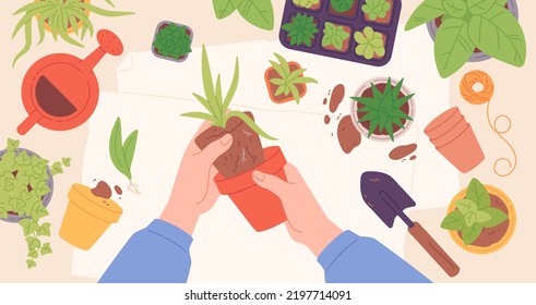 Flowers replanting. Hands transplanting garden plant in home soil pot, indoor succulent top view carring cultivation sprout houseplant florist concept, garish vector illustration of care gardening