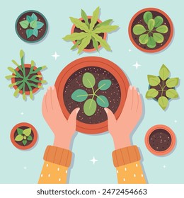 Flowers replanting. Hands transplanting garden plant in home soil pot, indoor succulent top view carring cultivation sprout houseplant florist concept, garish vector illustration of care gardening