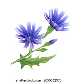 Flowers and root of the chicory plant. A useful medicinal herb.